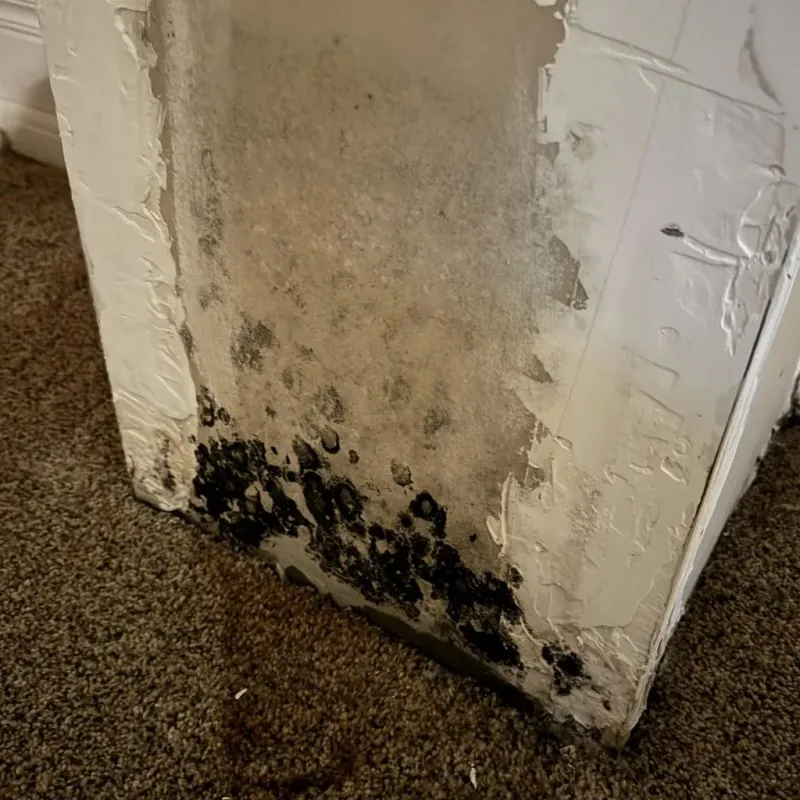 Professional Mold Removal in Lunenburg, VT